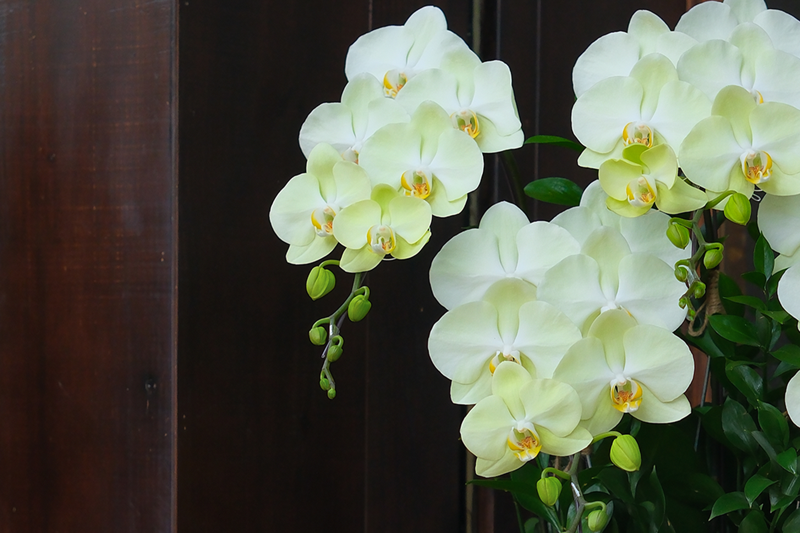 Image Slider